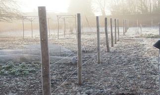A row of espaliers in the frost