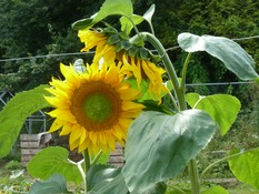 Our giant sunflowers