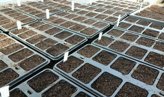 The first lot of seeds sown for the Walled Garden for many years
