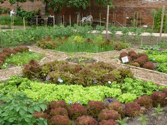 the salad bed